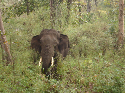 Bhadra Wild Forest's Elephant 