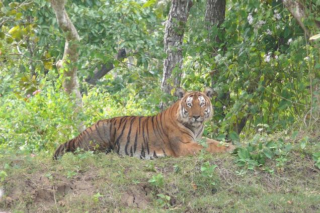 Bhadra Wild Forest Tiger 