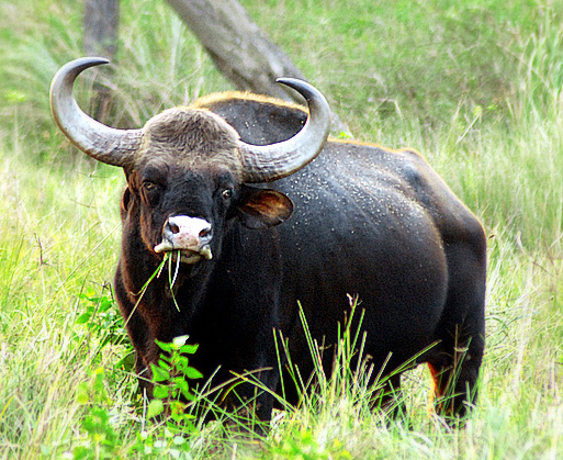 Bhadra Wild Forest's Bison 